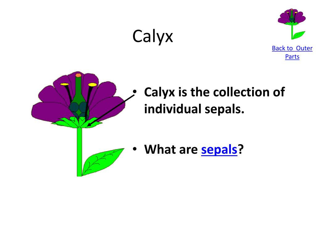 Calyx definition medical