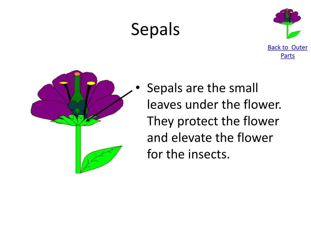 What is the main job of the sepals