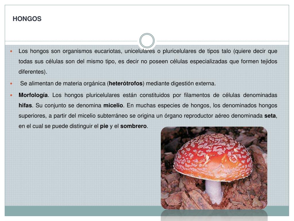PPT - UNIDAD IV CLASIFICACIÓN DE LOS SERES VIVOS “Los Dominios y reinos” 2°  parte PowerPoint Presentation - ID:2363401