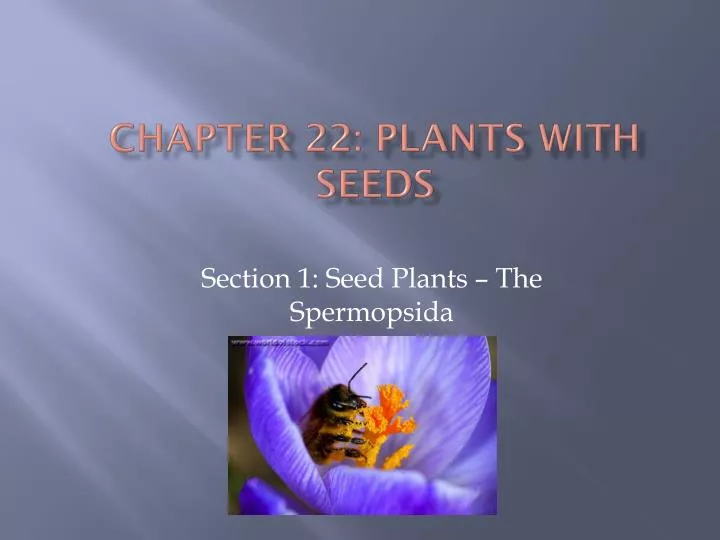 chapter 22 plants with seeds n.