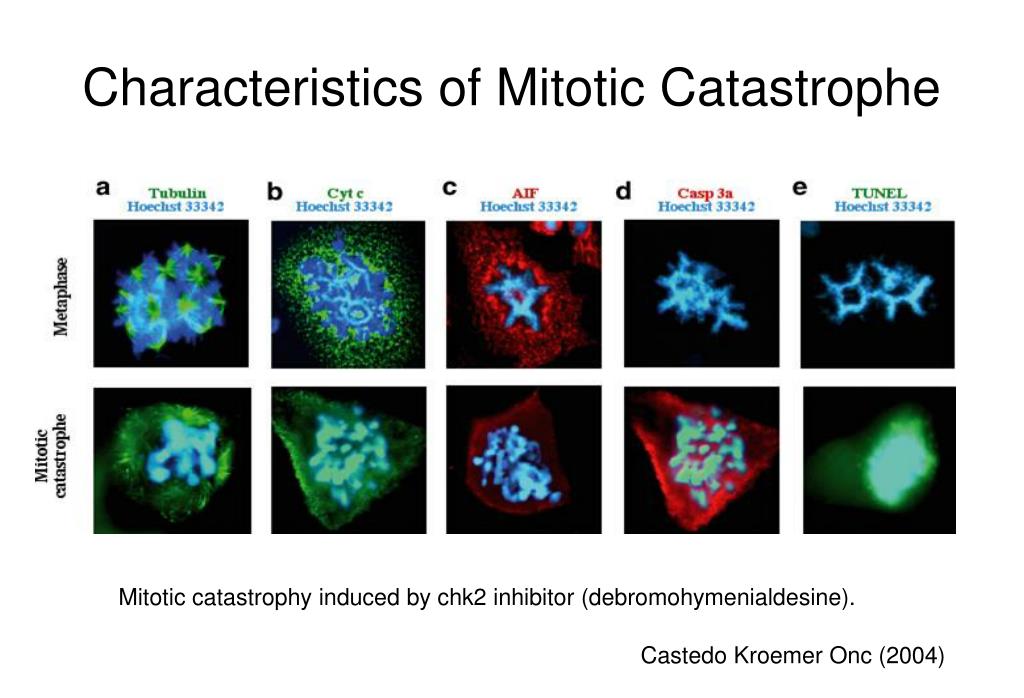 Induced Cell Death PowerPoint Biology Diagrams