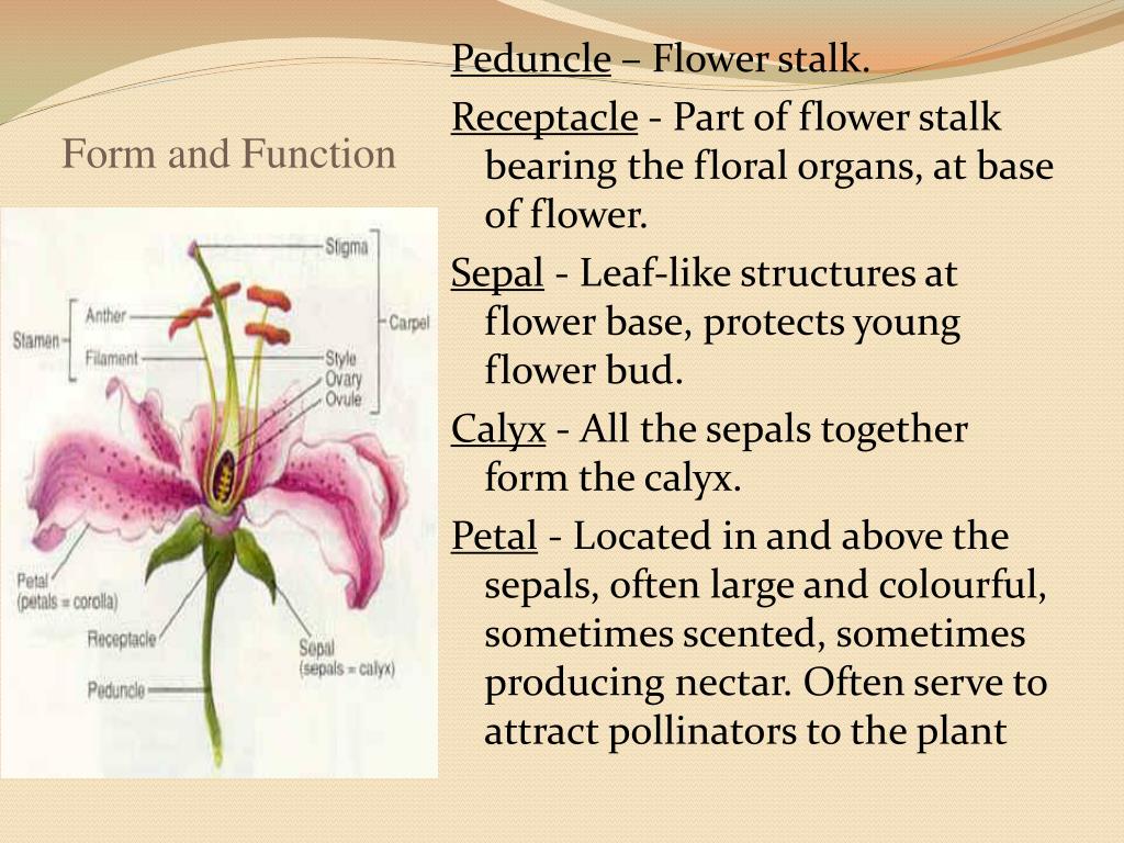 Stigma перевод. Peduncle. Stalk of Flower. Peduncle перевод. Stalk - Part of Plant.