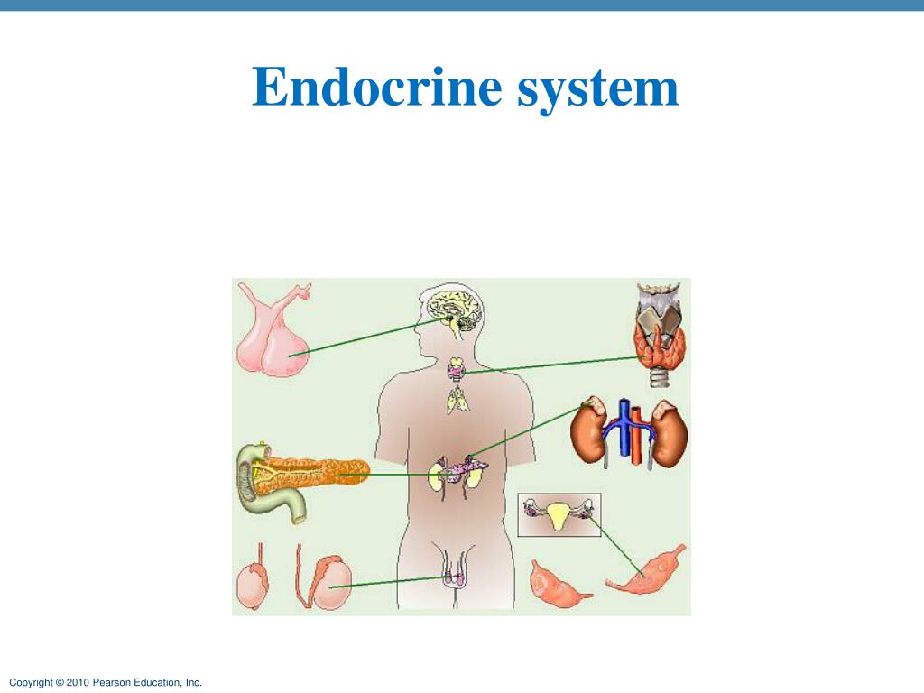 Ppt Endocrine System Powerpoint Presentation Free Download Id2364342