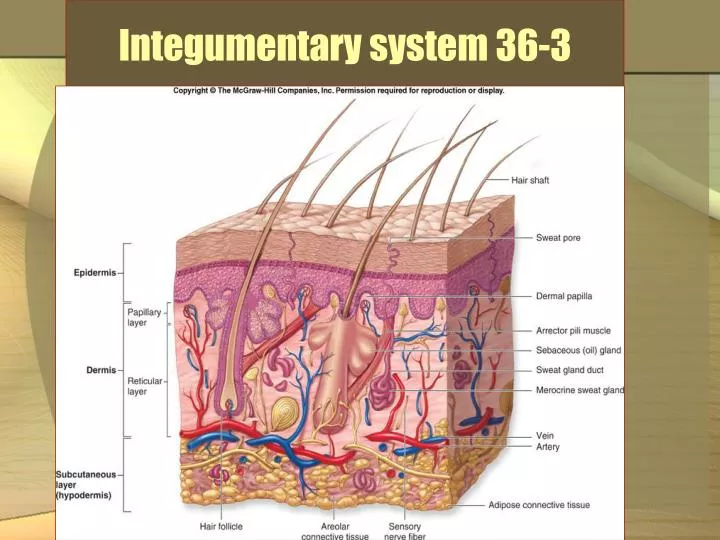Ppt Integumentary System 36 3 Powerpoint Presentation Free Download Id 2364918