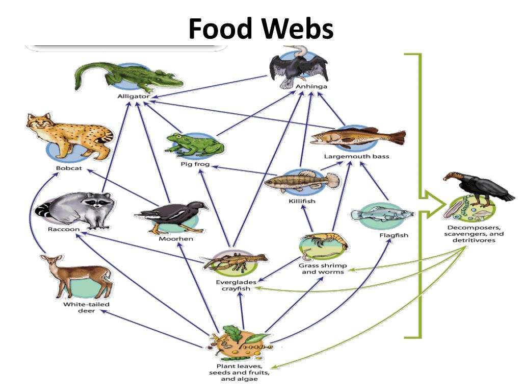 Чем отличается пищевая цепь от пищевой сети. Пищевая сеть смешанного леса схема. Цепи питания. Пищевая цепь. Цепочка питания.