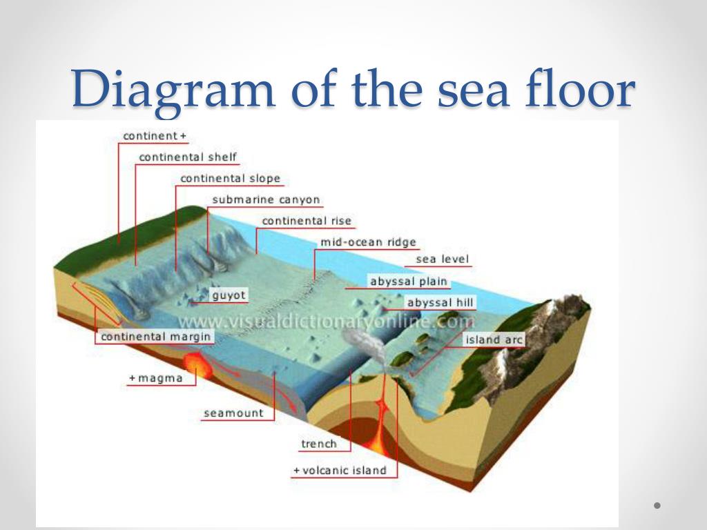 Ocean Floor Diagram Seamount