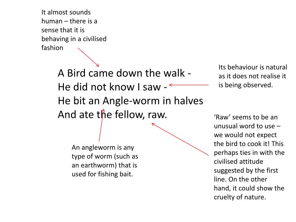 PPT - A bird came down the walk PowerPoint Presentation, free download -  ID:2365875