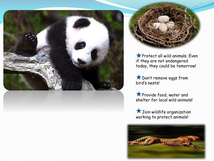 wild animals protection wild animals protection