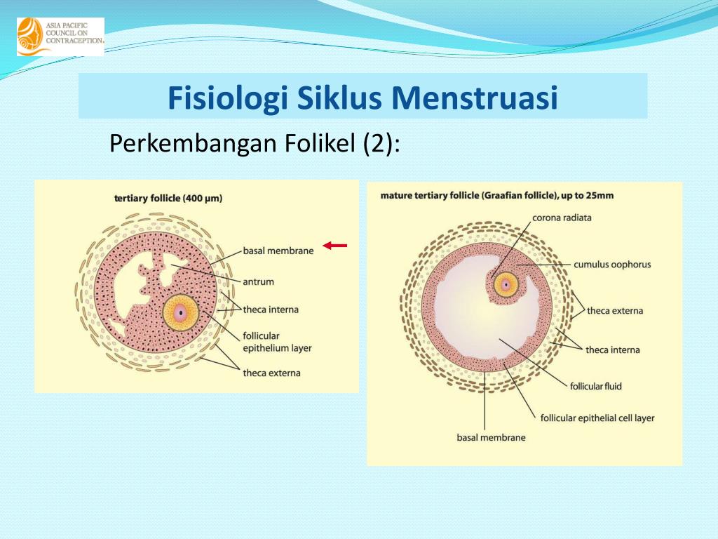PPT Fisiologi  Siklus Menstruasi  PowerPoint Presentation 
