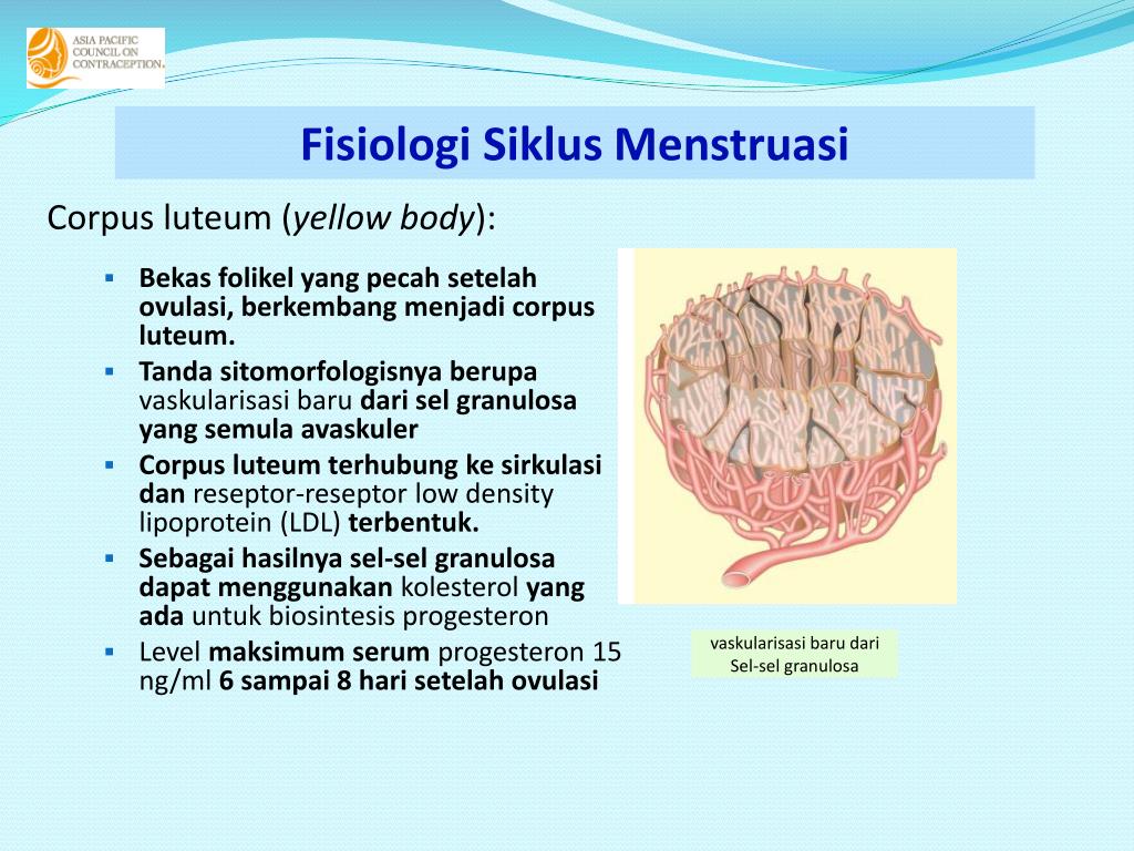 PPT Fisiologi  Siklus Menstruasi  PowerPoint Presentation 
