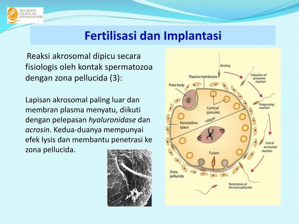 PPT Fisiologi  Siklus Menstruasi  PowerPoint Presentation 