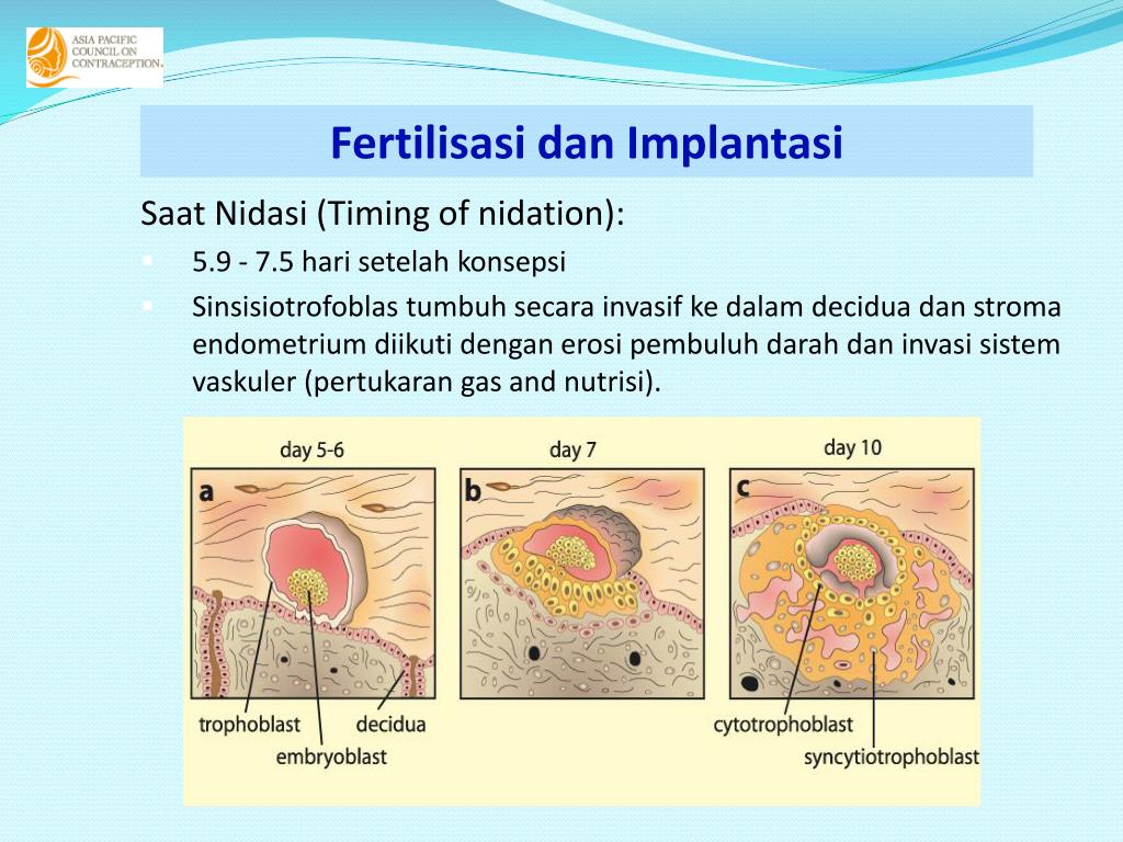 PPT Fisiologi  Siklus Menstruasi  PowerPoint Presentation 