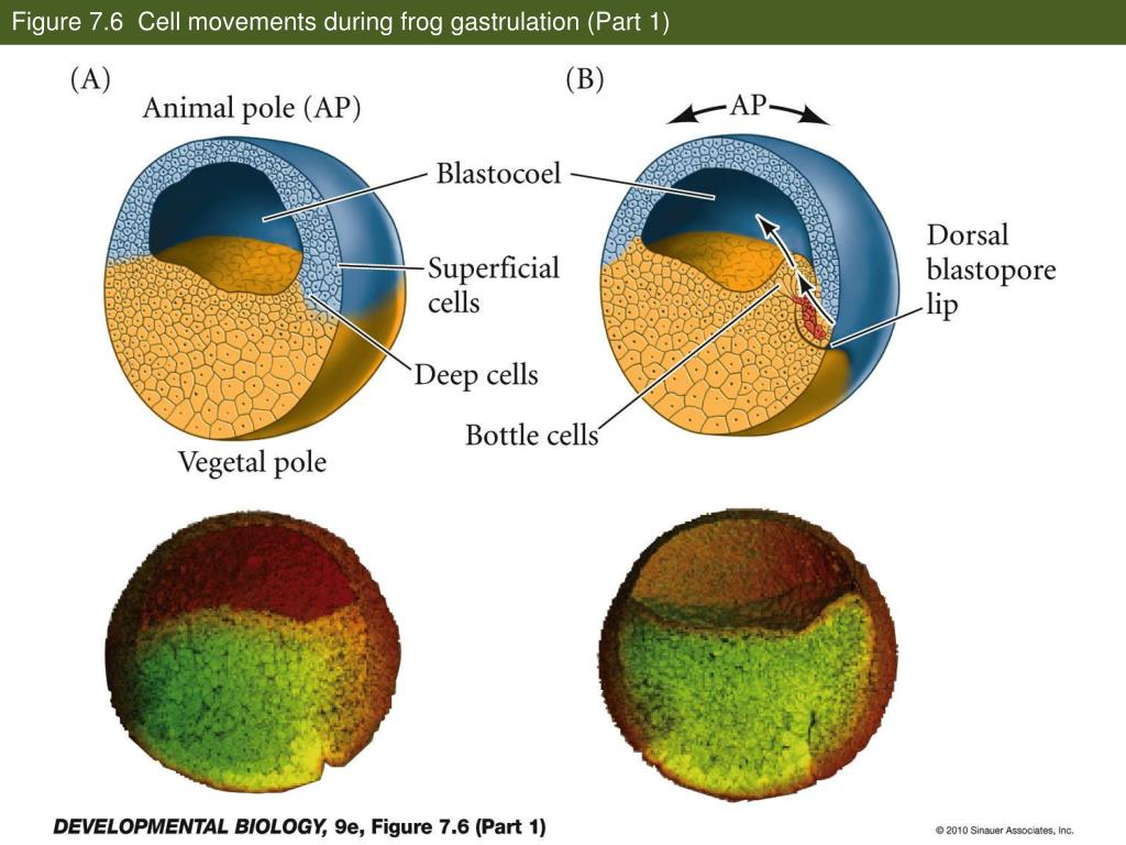 PPT - Figure Cleavage of a frog egg PowerPoint Presentation, free download - ID:2368279 PPT - Figure Cleavage of a frog egg PowerPoint Presentation, free download - ID:2368279