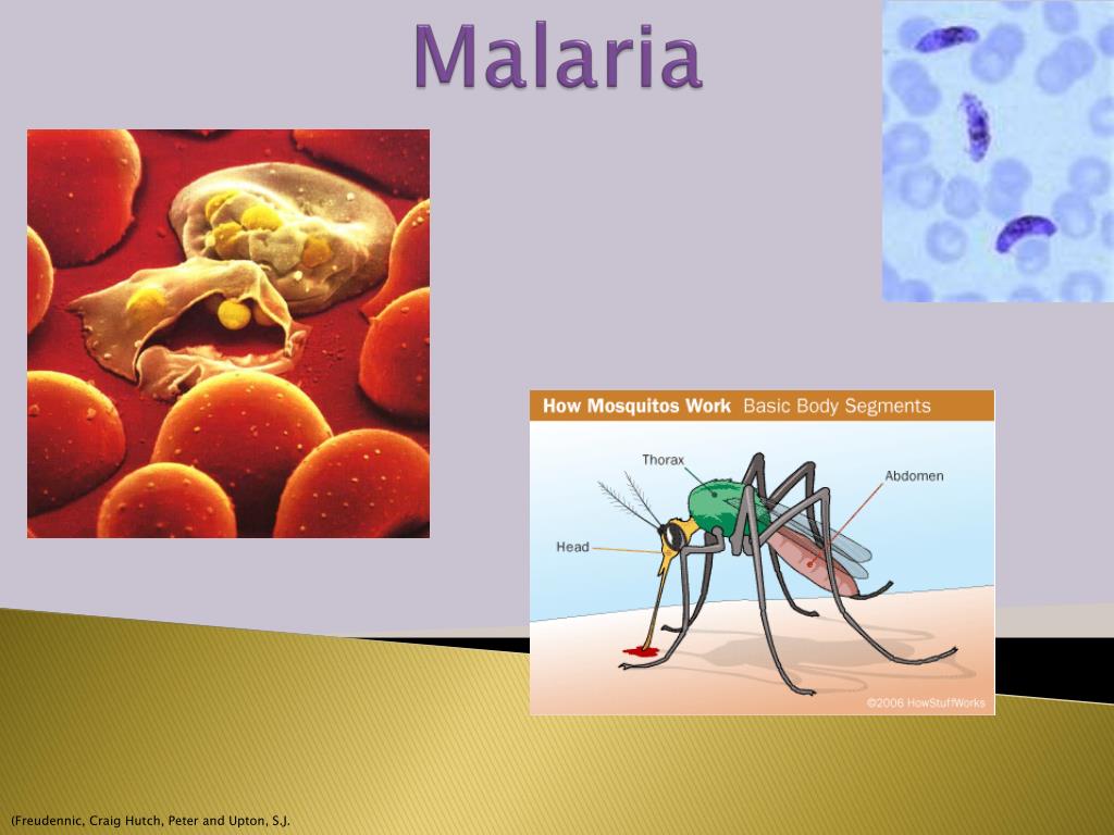 Буквы малярия. Спасибо за внимание малярия. 'Ppt' malaria presentations.