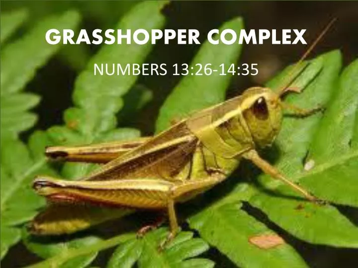 grasshopper complex n.