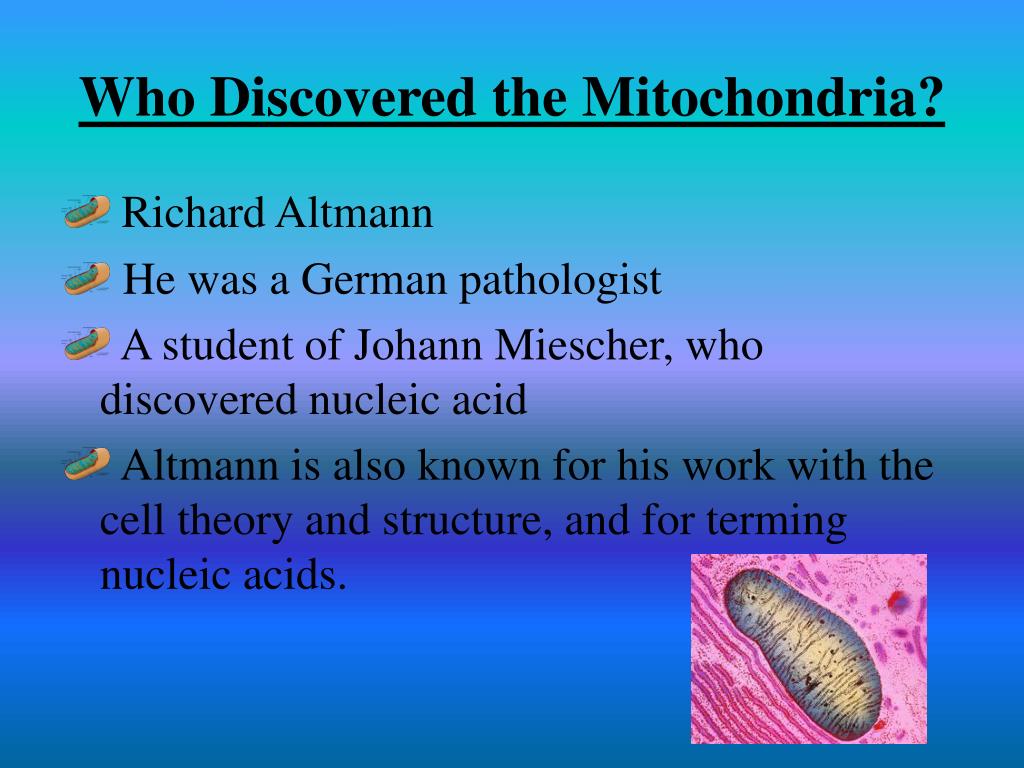 PPT - Mitochondria PowerPoint Presentation, free download - ID:2369112