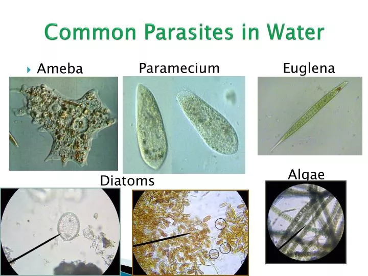 PPT Common Parasites in Water PowerPoint Presentation, free download