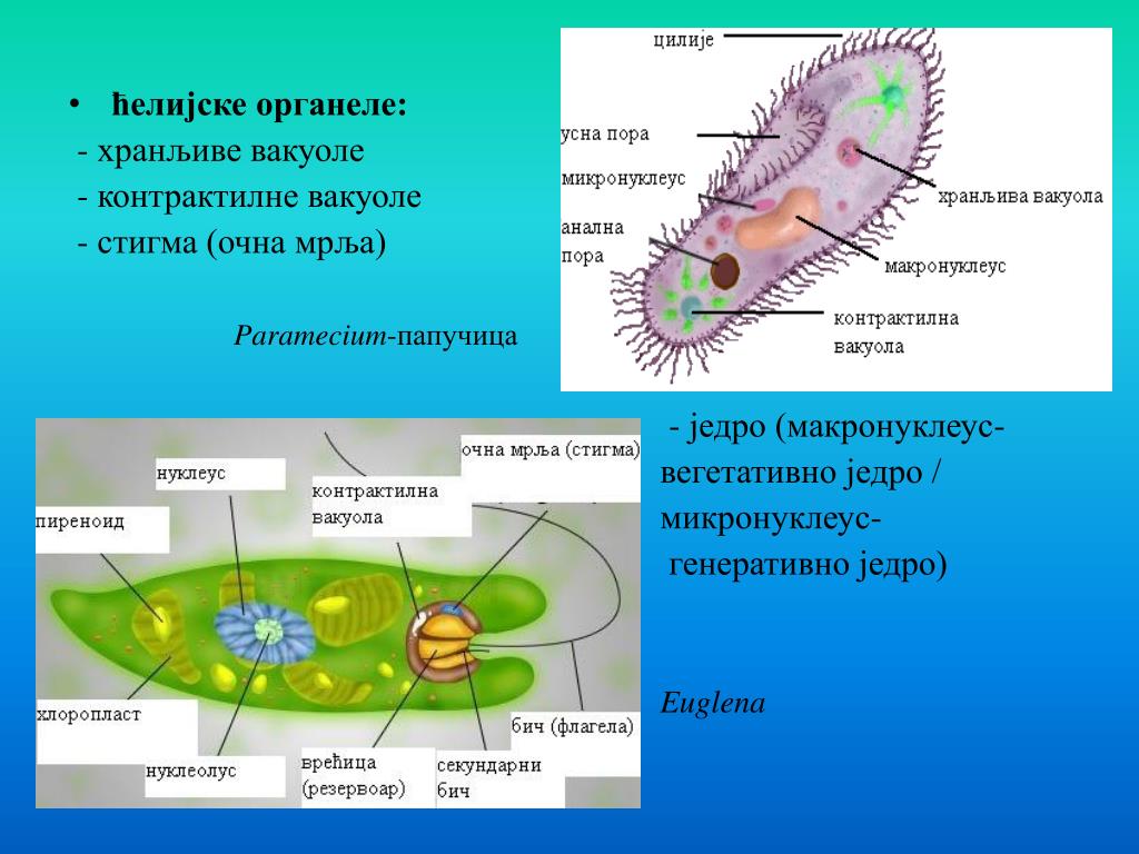 В процессе размножения участвует сократительная вакуоль В процессе размножения участвует сократительная вакуоль