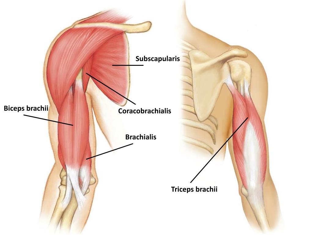 Как понять крепление бицепса. Плечевая мышца (musculus brachialis. Брахиалис анатомия. Biceps brachii мышца. M. biceps brachii и m. brachialis.