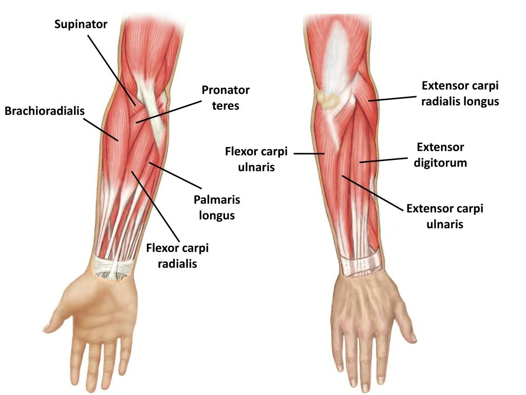 M brachioradialis. Пронатор Терес мышца. Мускулюс пронатор Терес. Флексор Карпи Радиалис мышца. Мускулус брахиорадиалис.