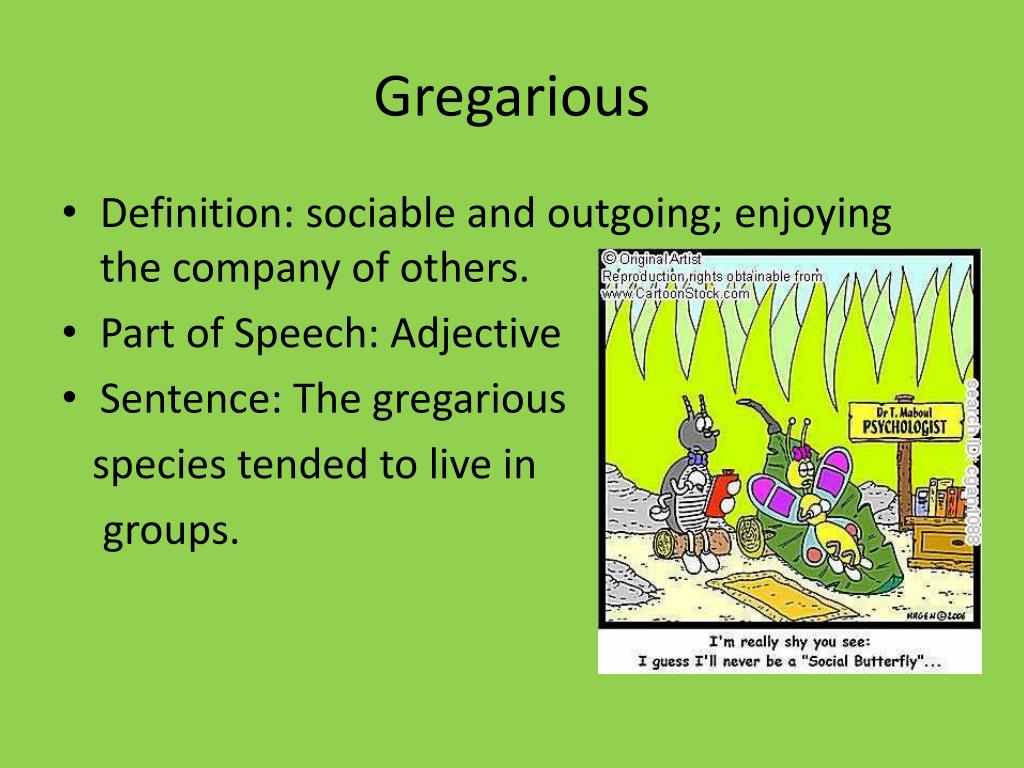 What does 2024 gregarious mean
