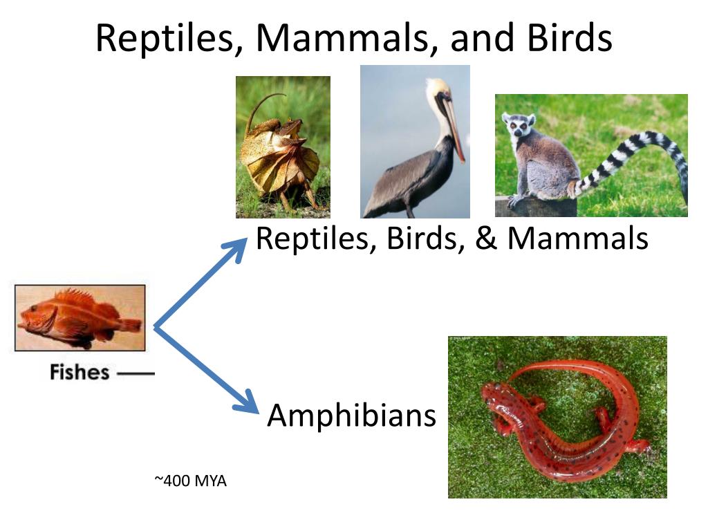 Тест пресмыкающиеся и птицы. Reptiles and mammals. Mammals Reptiles Birds. Birds mammals and Reptiles примеры. Kinds of Reptiles.