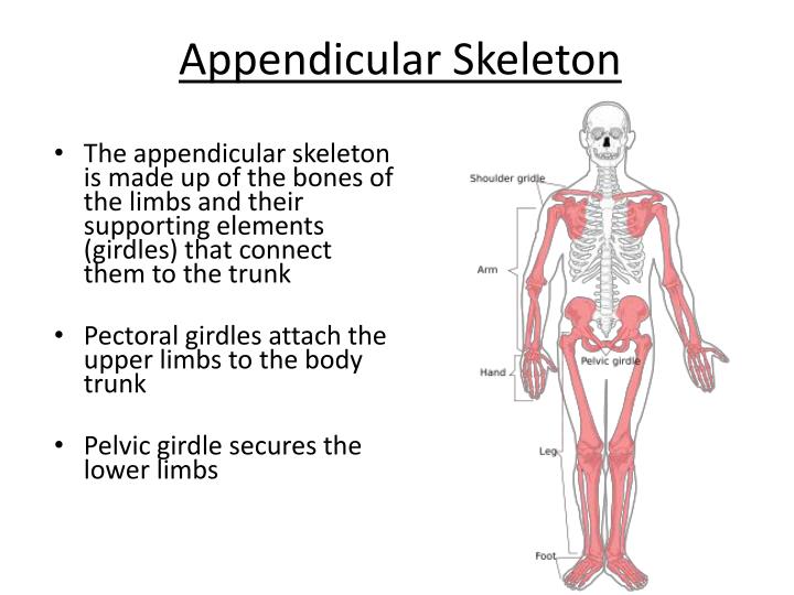 PPT - The Skeletal System PowerPoint Presentation - ID:2370134