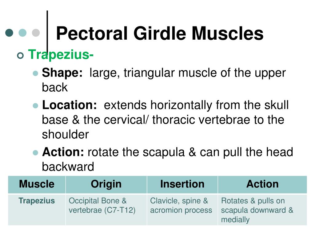 PPT - Pectoral Girdle Muscles PowerPoint Presentation, free