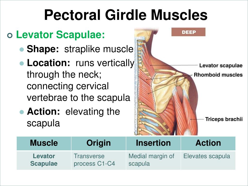 Muscles Of The Pectoral Girdle