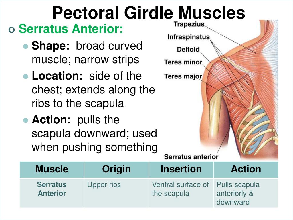 PPT - Pectoral Girdle Muscles PowerPoint Presentation, free download