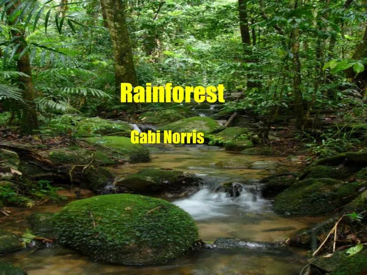 powerpoint presentation on rainforest