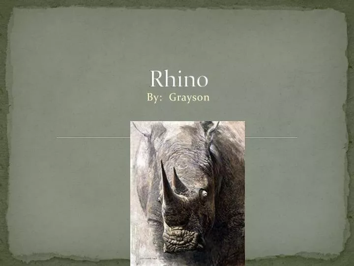 rhino n.
