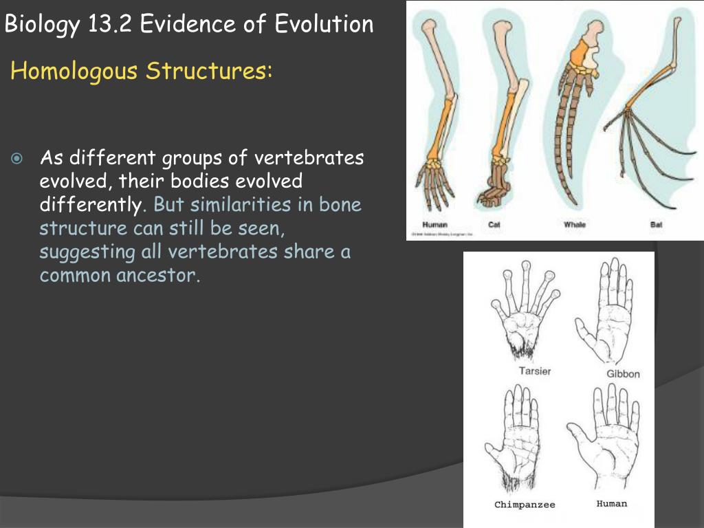 PPT - Biology 13.2 Evidence of Evolution PowerPoint Presentation, free ...