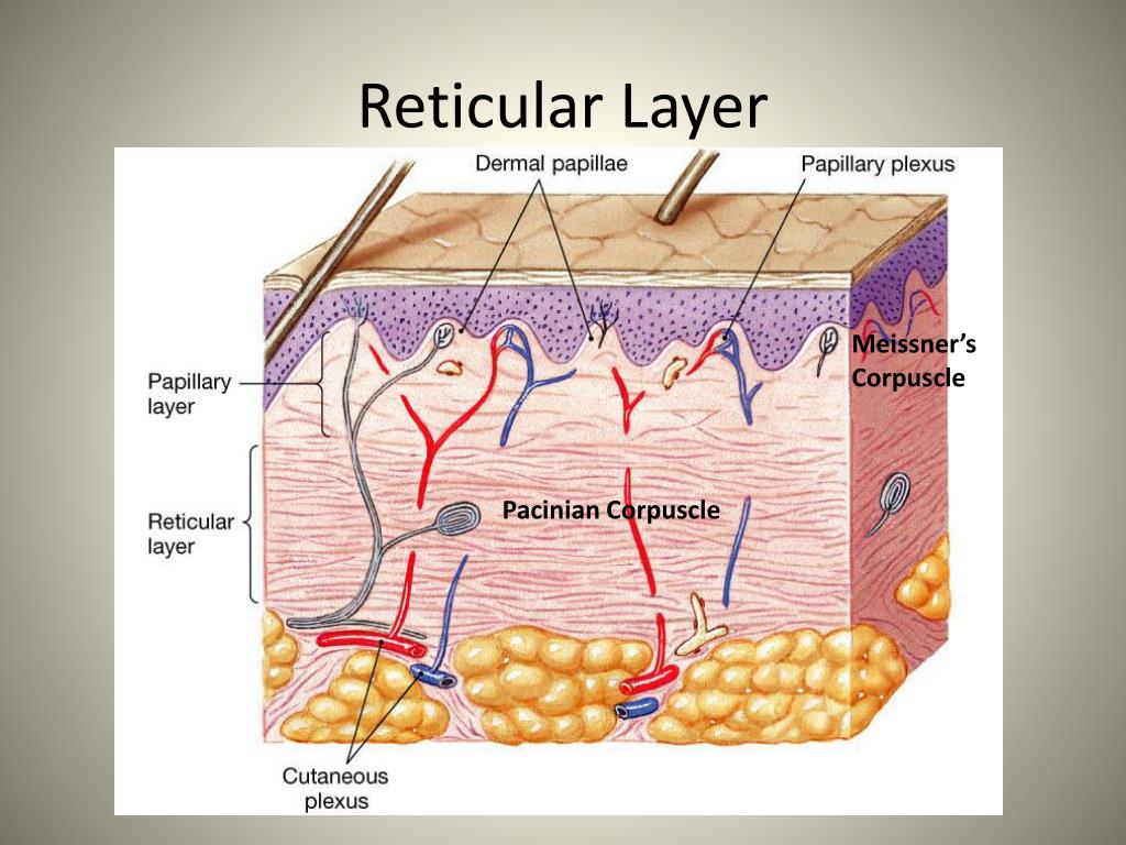 Reticular layer