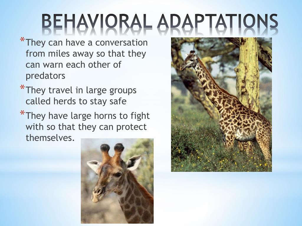 Adaptation Of Giraffe