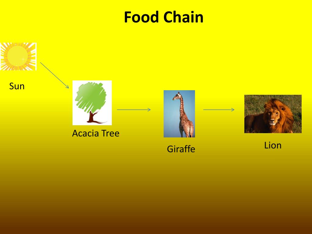 Giraffes PowerPoint Presentation, free download Biology Diagrams