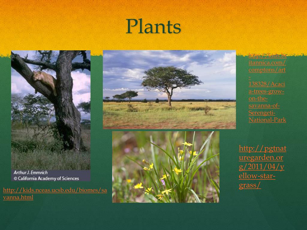 PPT Savanna (Tropical grassland) PowerPoint Presentation, free