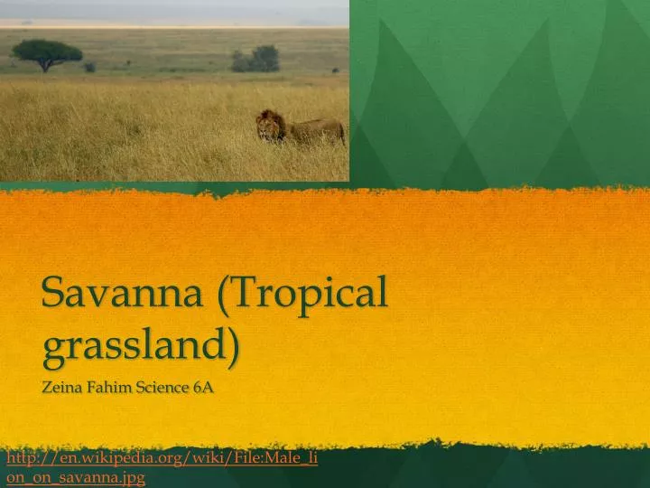 savanna tropical grassland n.