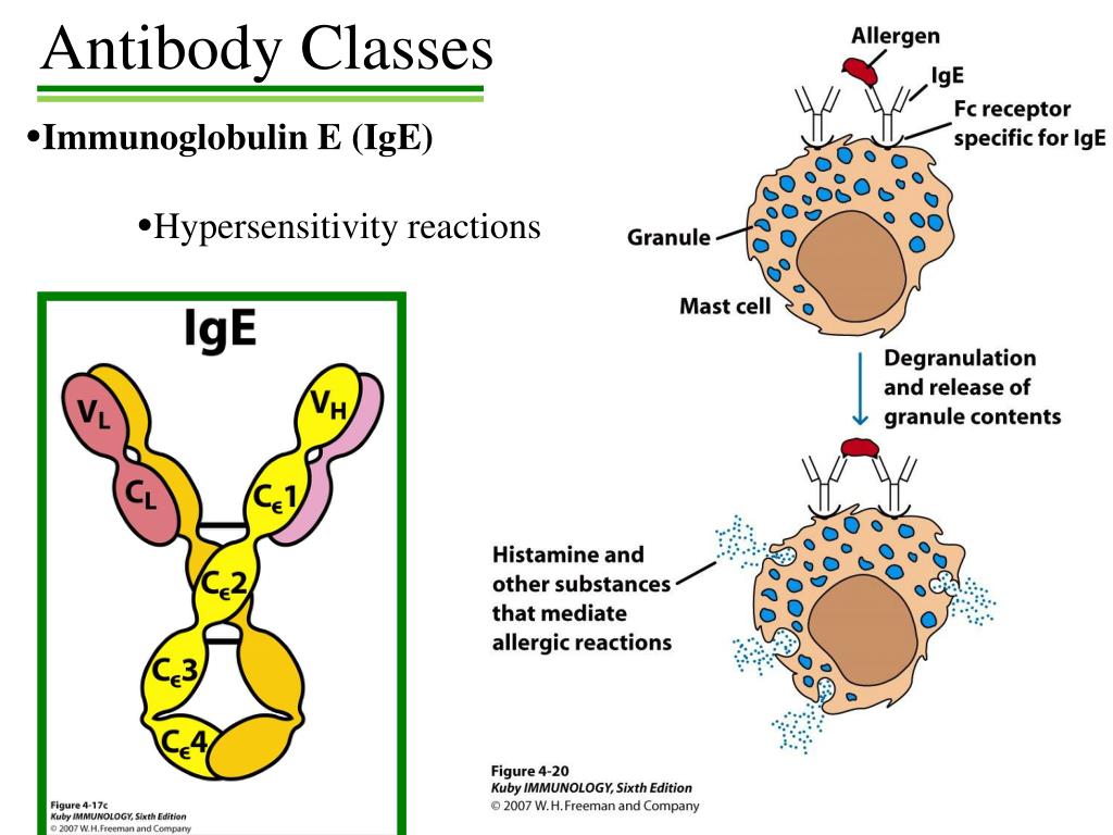 Иммуноглобулин класса e ige. IGE антитела. IGE иммуноглобулин. Иммуноглобулин ig e. Схема строения IGE.
