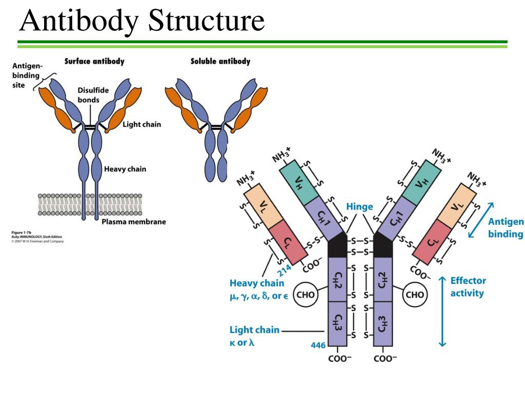 Antibody Molecule Diagram Antibody Definition Structure Types Antibody Molecule Diagram Antibody Definition Structure Types