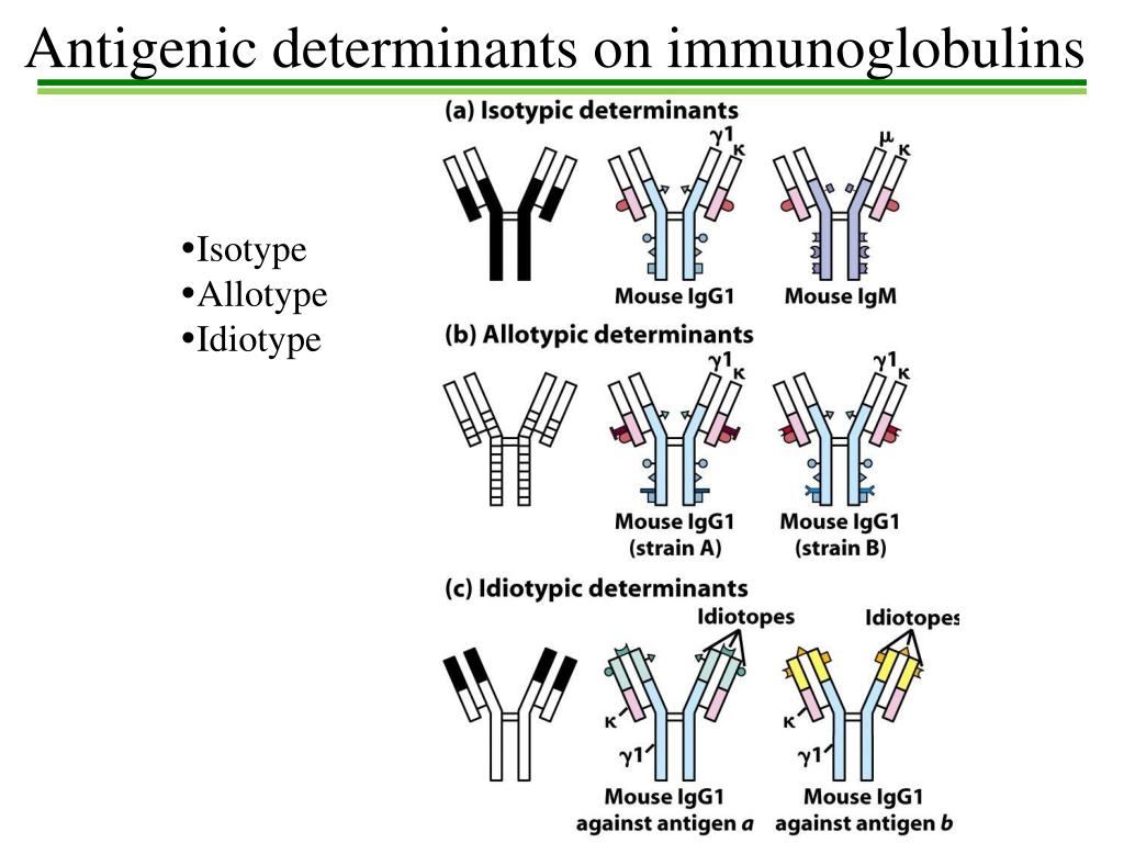 Панель иммуноглобулинов. Подклассы иммуноглобулинов. Antigenic determinants. Суперсемейство иммуноглобулинов. Генетика иммуноглобулинов.
