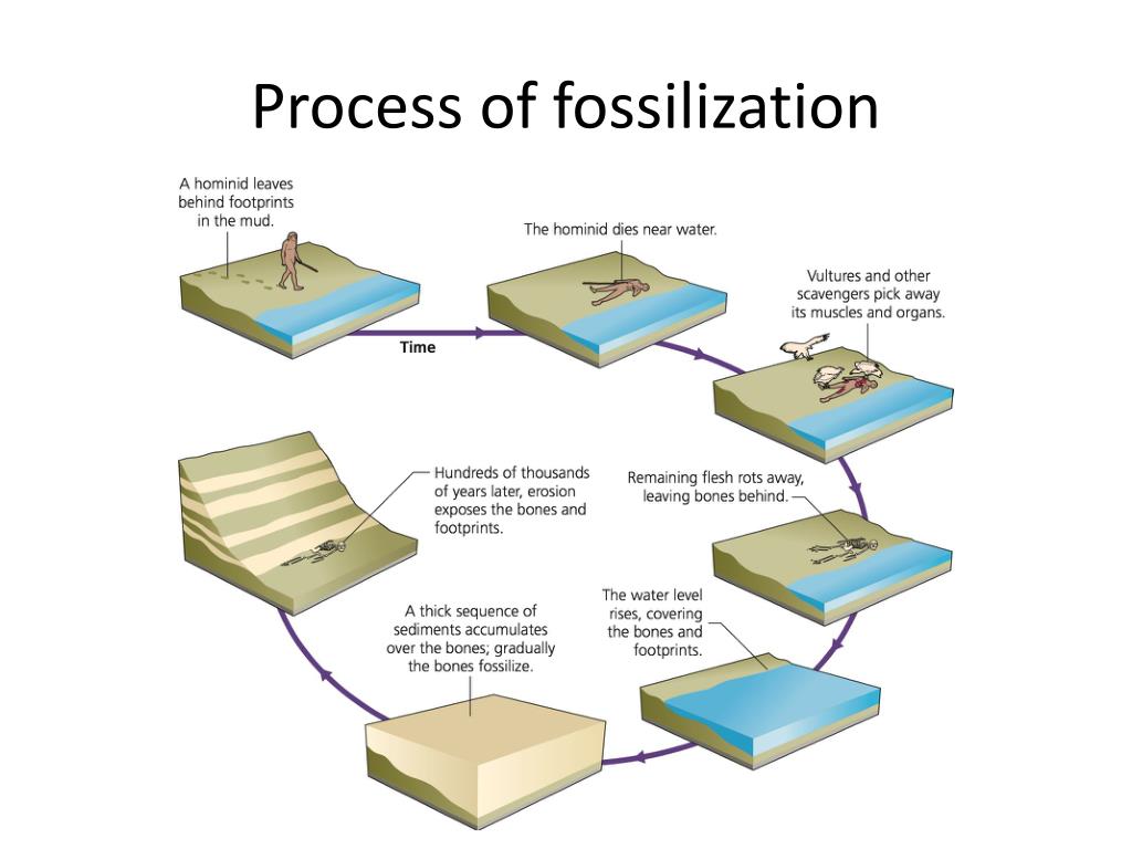 Fossilization Fossilization