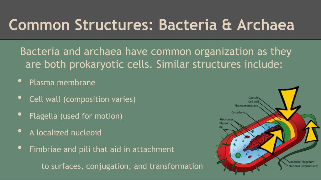 Archaebacteria Cell Structure