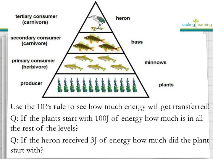PPT - Energy Flow Through Trophic Levels PowerPoint Presentation - ID ...