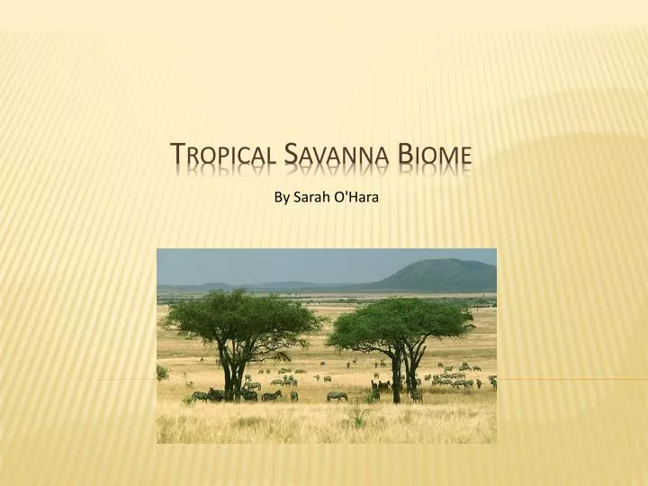 tropical savanna biome n.