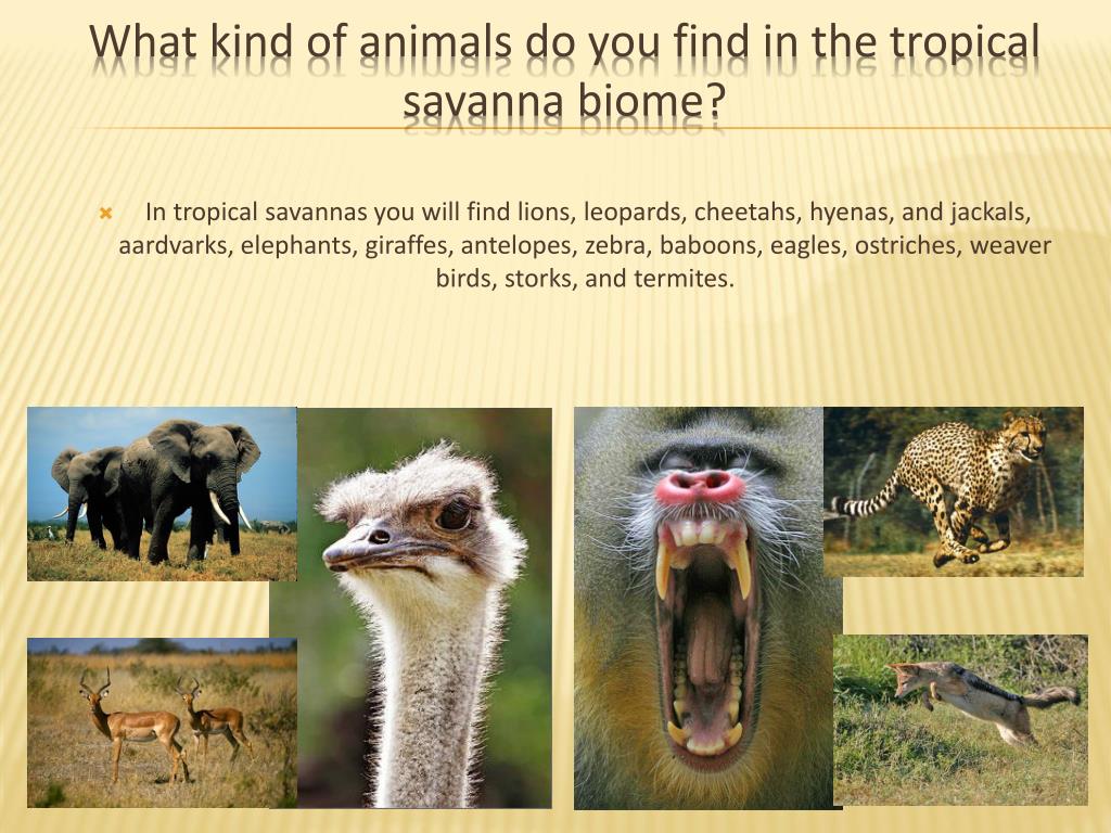 Different kind of animal. What kind of animals. What kind of animal is it. Стр 81 what kind of animals. What kind of animal are you.