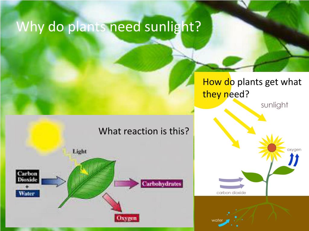 hypothesis plant growth sunlight