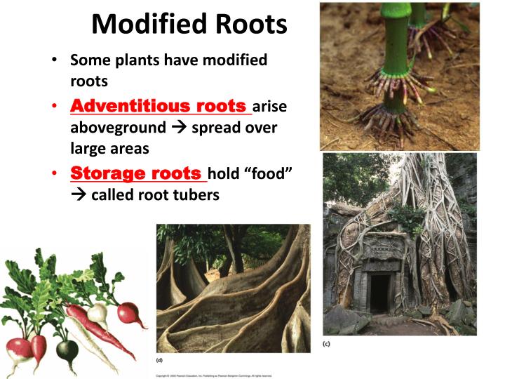 PPT - Plant Structure (Leaves, Stems, Roots) PowerPoint Presentation