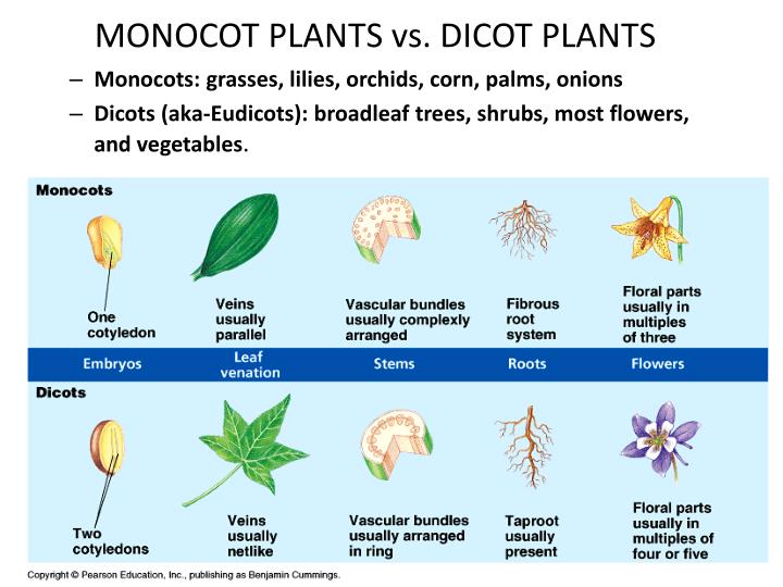 PPT Plant Structure (Leaves, Stems, Roots) PowerPoint