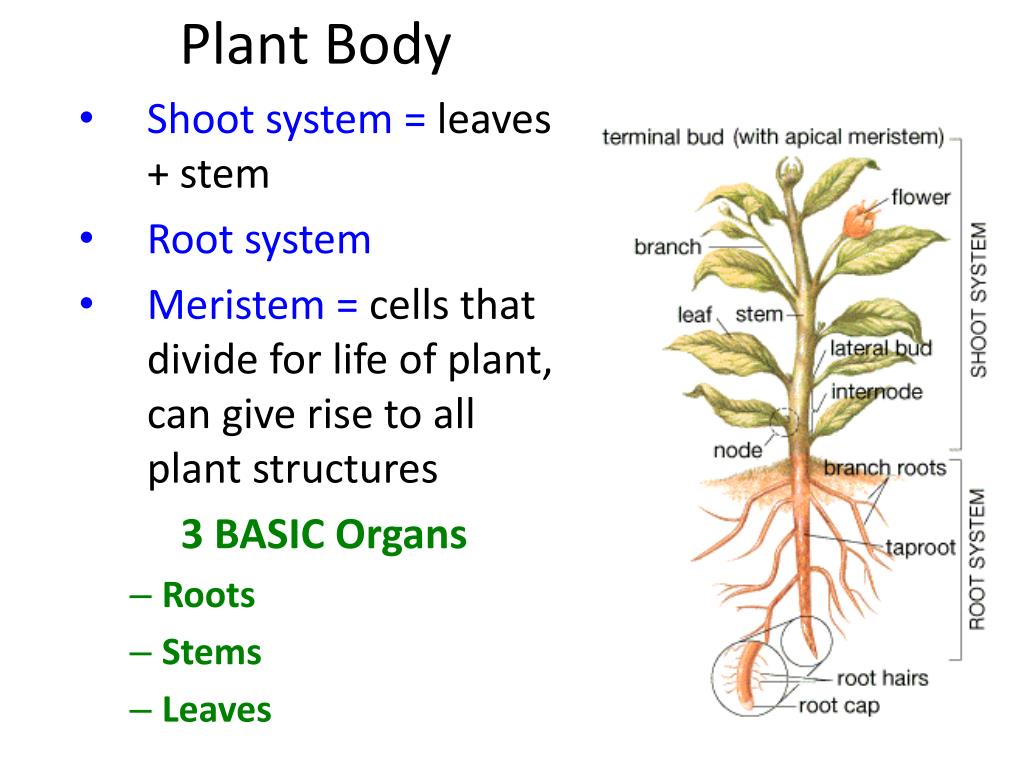 Plant body. Plant structure. L System растения. Plant body structures.